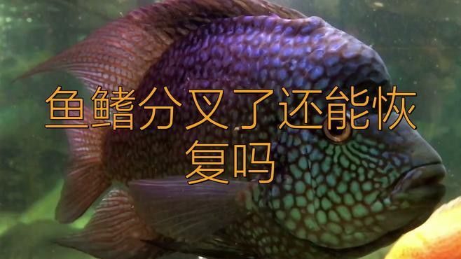 龍魚魚鰭分叉需要手術嗎？