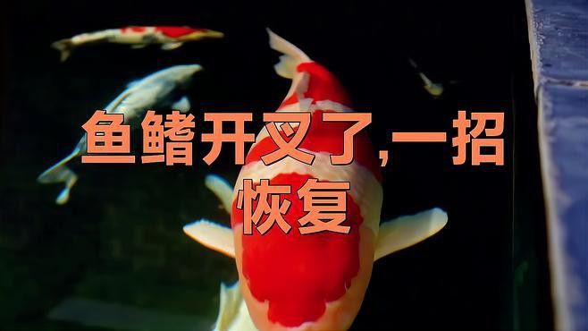 龍魚魚鰭分叉需要手術嗎？