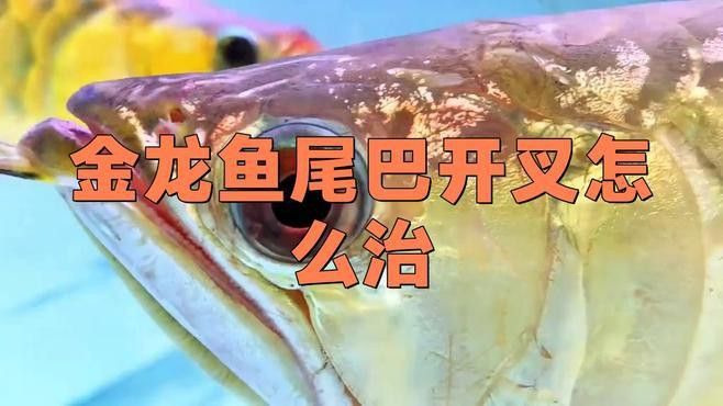 龍魚魚鰭分叉需要手術嗎？