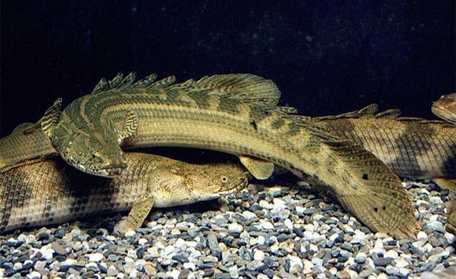 哪些平臺可以購買到鱷魚恐龍王魚？