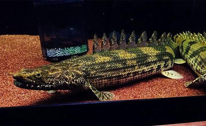 哪些平臺可以購買到鱷魚恐龍王魚？