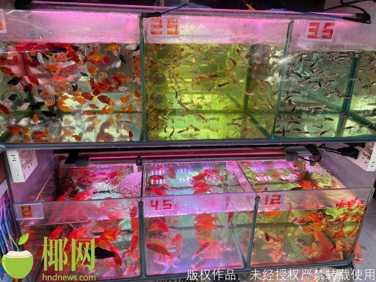 哪些平臺可以購買到鱷魚恐龍王魚？
