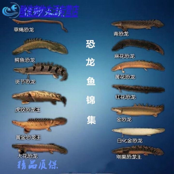 哪些平臺可以購買到鱷魚恐龍王魚？