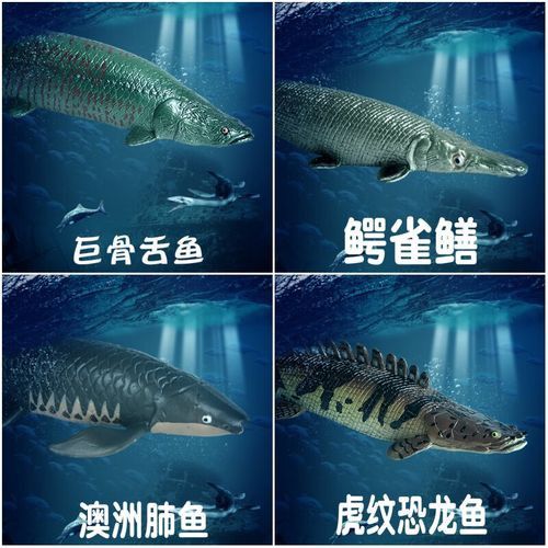 哪些平臺可以購買到鱷魚恐龍王魚？