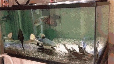 龍魚和招財(cái)貓一起養(yǎng)會(huì)打架嗎：龍魚和招財(cái)貓魚可以一起養(yǎng)但是需要注意一些問題以避免潛在沖突