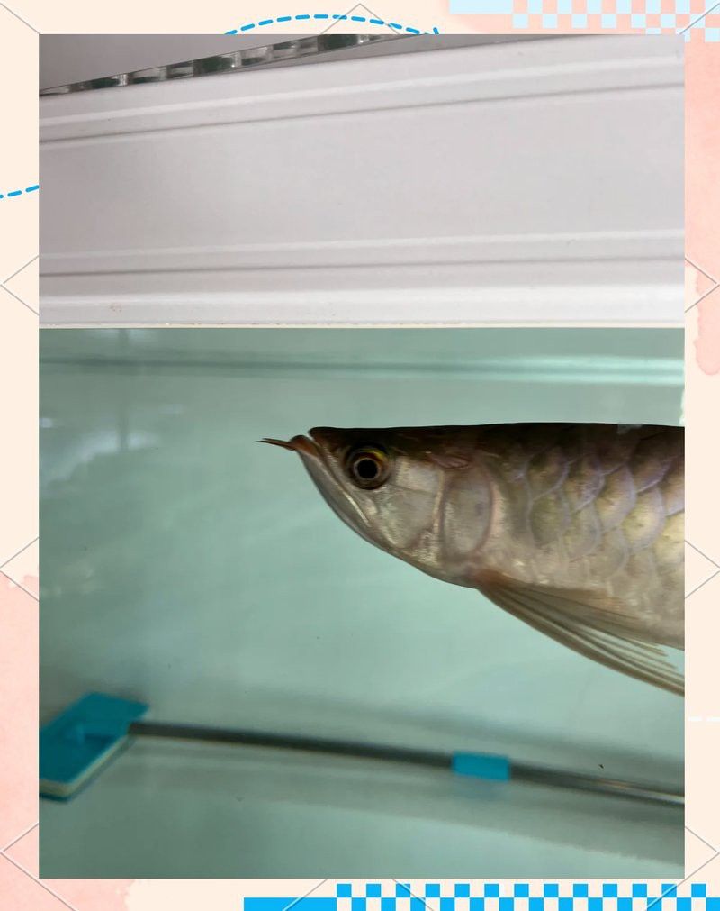 紅龍魚進口有哪些常見問題？