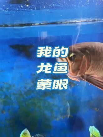 龍魚蒙眼的原因和治療方法是什么呢圖片視頻