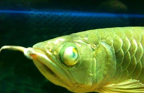 龍魚蒙眼的原因和治療方法是什么呢圖片視頻