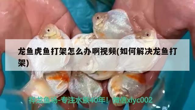 龍魚缸的ph值：龍魚的ph值應(yīng)該如何控制？