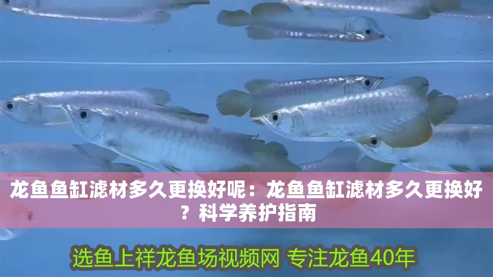 龍魚魚缸濾材多久更換好呢：龍魚魚缸濾材多久更換好？科學養護指南