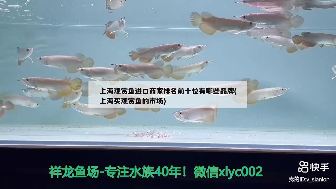 點金龍魚怎么養(yǎng)