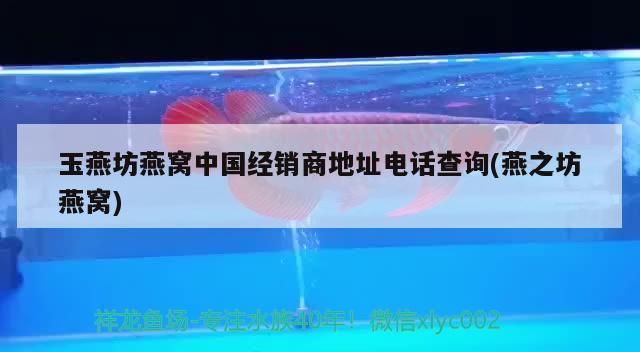 點金龍魚怎么養(yǎng)