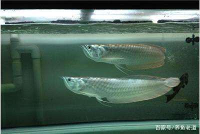龍魚過缸怎樣處理好：龍魚過缸后水質如何處理
