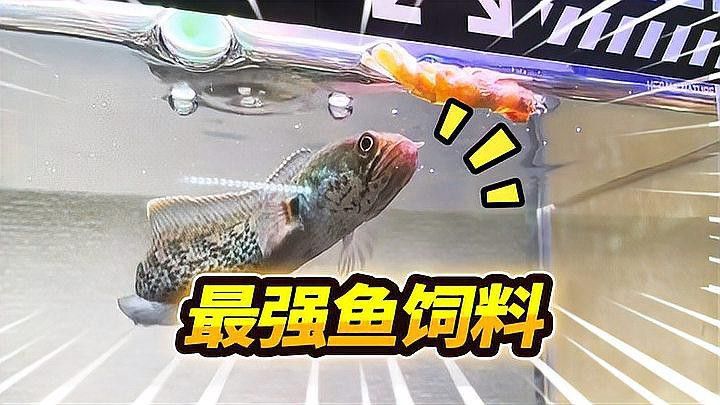 推薦幾款適合龍魚發色的飼料