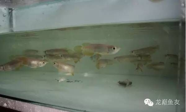 龍魚趴缸底是怎么回事：關于龍魚趴缸底的詳細解釋和解決方法
