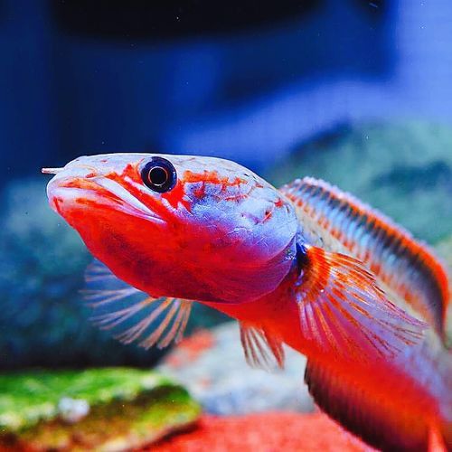 紅色雷龍魚圖片高清壁紙