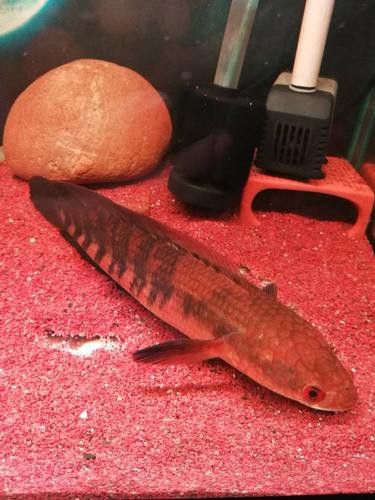 紅色雷龍魚圖片高清壁紙