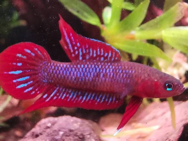 紅色雷龍魚圖片高清壁紙