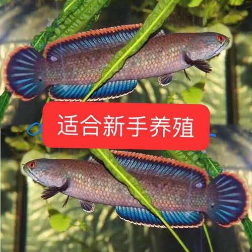 紅色雷龍魚圖片高清壁紙