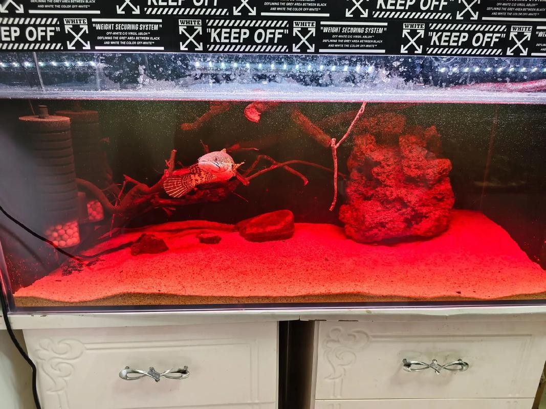 紅色雷龍魚圖片高清壁紙