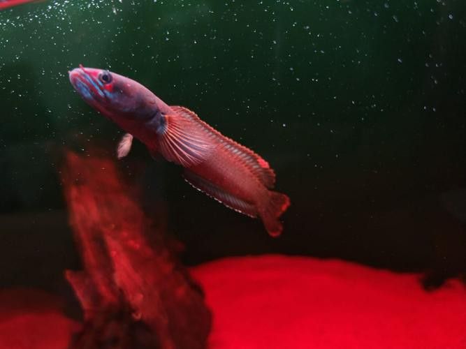 紅色雷龍魚圖片高清壁紙