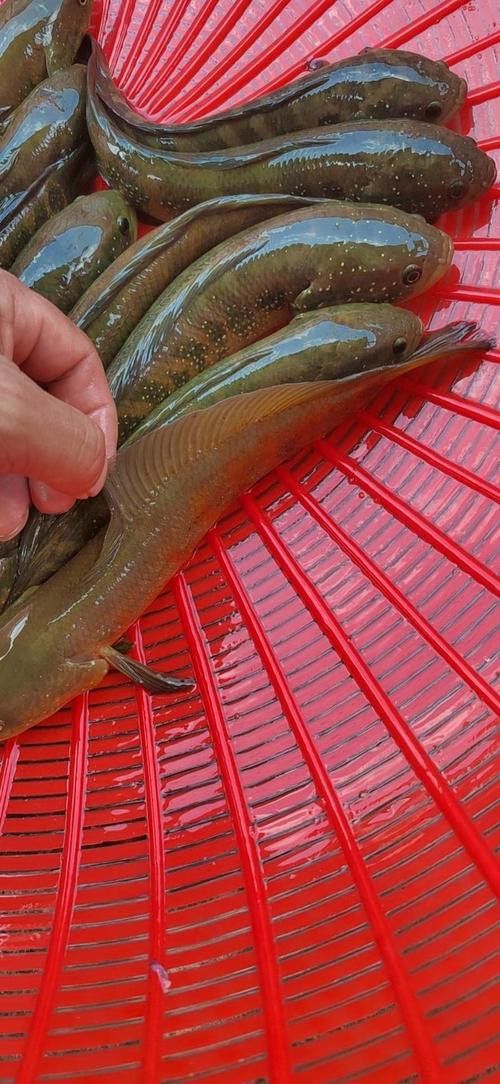 紅色雷龍魚圖片高清壁紙