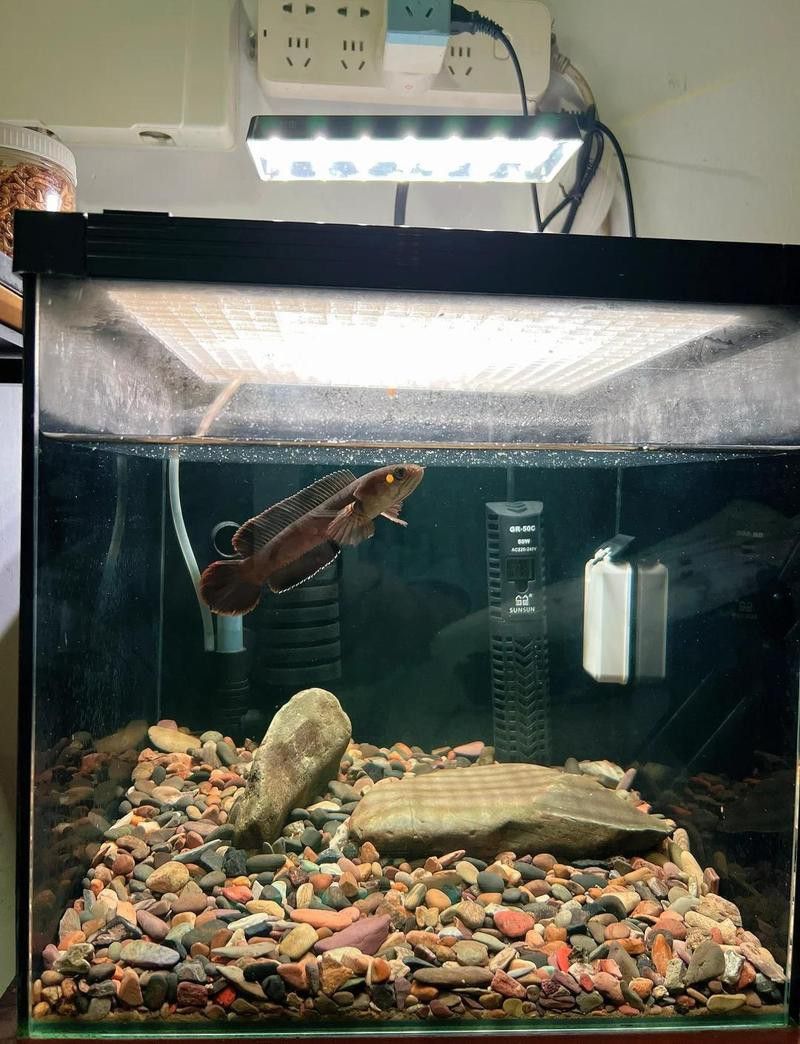 紅色雷龍魚圖片高清壁紙