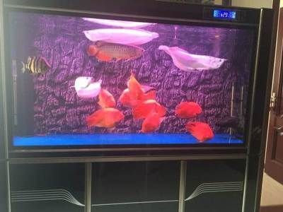 一條龍魚配幾條魚好看：一條龍魚配幾條魚好看，混養時需要注意以下幾點