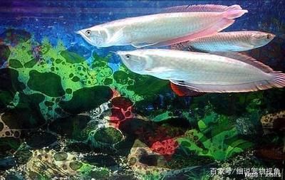 龍魚換水要困幾天：龍魚換水需要困幾天，龍魚換水操作的注意事項