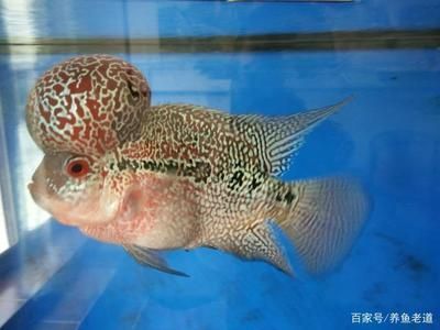 龍魚換水要困幾天：龍魚換水需要困幾天，龍魚換水操作的注意事項