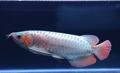 如何辨別紅龍魚血統真偽：如何辨別紅龍魚的血統真偽