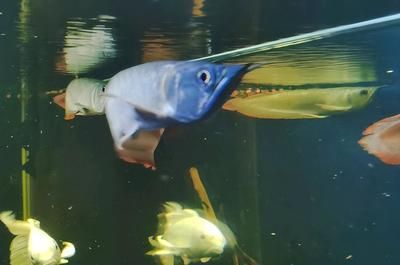 銀龍魚最佳喂食時間和量：銀龍魚最佳喂食時間和量應根據其生長階段和體長來確定 銀龍魚最佳喂食時間和量：銀龍魚最佳喂食時間和量應根據其生長階段和體長來確定 龍魚百科 第1張