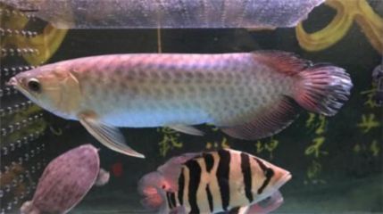 廣州哪有賣青龍魚？（廣州賣青龍魚的地方推薦）