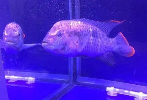 藍(lán)面財神魚能長多少厘米
