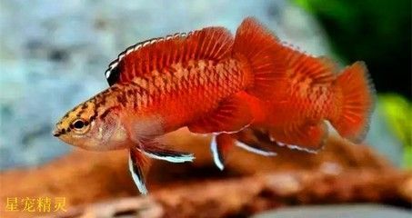 龍魚(yú)眼部疾病：龍魚(yú)眼部疾病是養(yǎng)魚(yú)愛(ài)好者面臨的一種常見(jiàn)問(wèn)題以及它們的成因