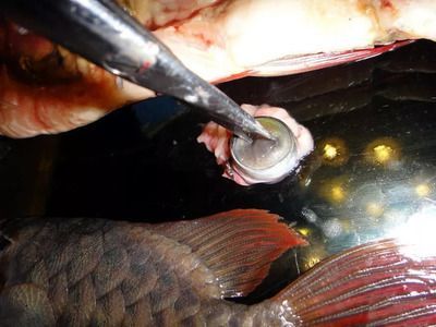 龍魚(yú)眼部疾病：龍魚(yú)眼部疾病是養(yǎng)魚(yú)愛(ài)好者面臨的一種常見(jiàn)問(wèn)題以及它們的成因
