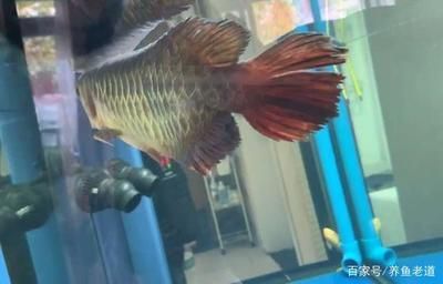 金龍魚頭朝下怎么治療，金龍魚頭朝下可能是由于多種原因引起金龍魚的恢復能力