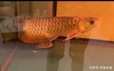 金龍魚頭朝下怎么治療，金龍魚頭朝下可能是由于多種原因引起金龍魚的恢復能力