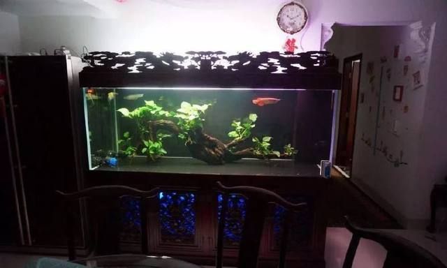 什么龍魚便宜好養又好看：什么是澳洲星點龍魚