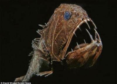 有長不大的龍魚嗎:龍魚的壽命和體型 龍魚百科 第3張 有長不大的龍魚嗎:龍魚的壽命和體型 有長不大的龍魚嗎:龍魚的壽命和體型 龍魚百科 第3張