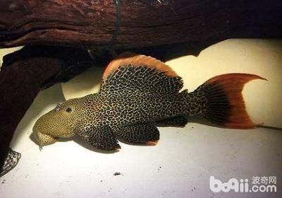 羅漢魚與龍魚混養：羅漢魚與龍魚混養的注意事項