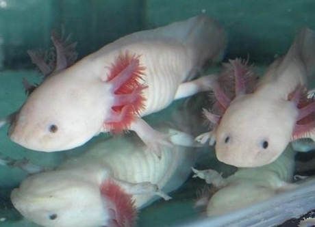 六角恐龍 魚缸，六角恐龍魚缸養殖需要考慮到它們的成長空間、水質硬度