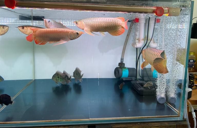 金龍魚可以和銀龍魚一起養嗎圖片