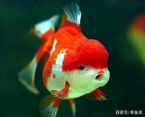 金魚死亡的前兆 金魚死亡的前兆 龍魚百科 第7張