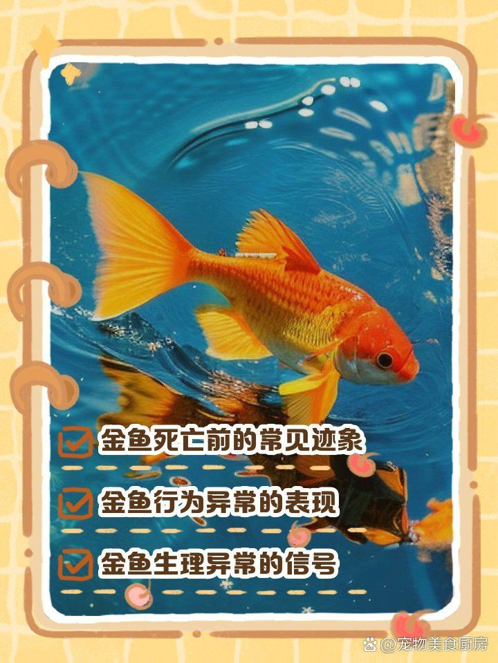 金魚死亡的前兆 金魚死亡的前兆 龍魚百科 第5張