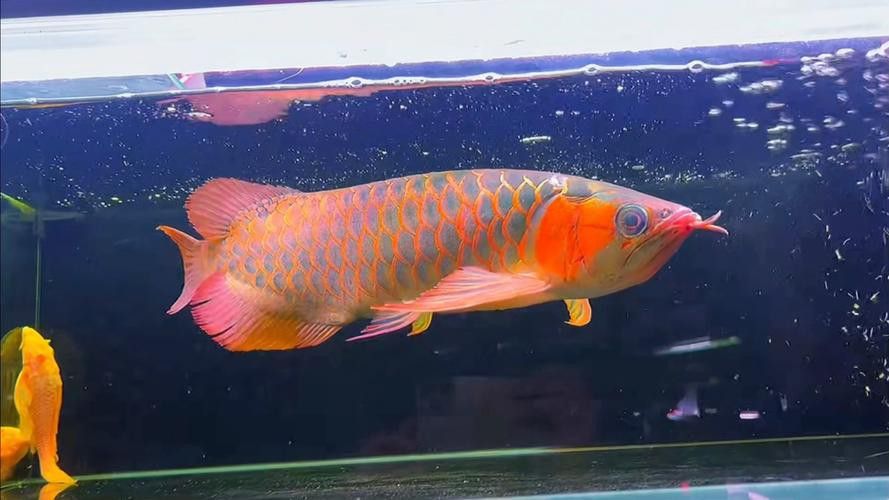 金魚死亡的前兆 金魚死亡的前兆 龍魚百科 第10張