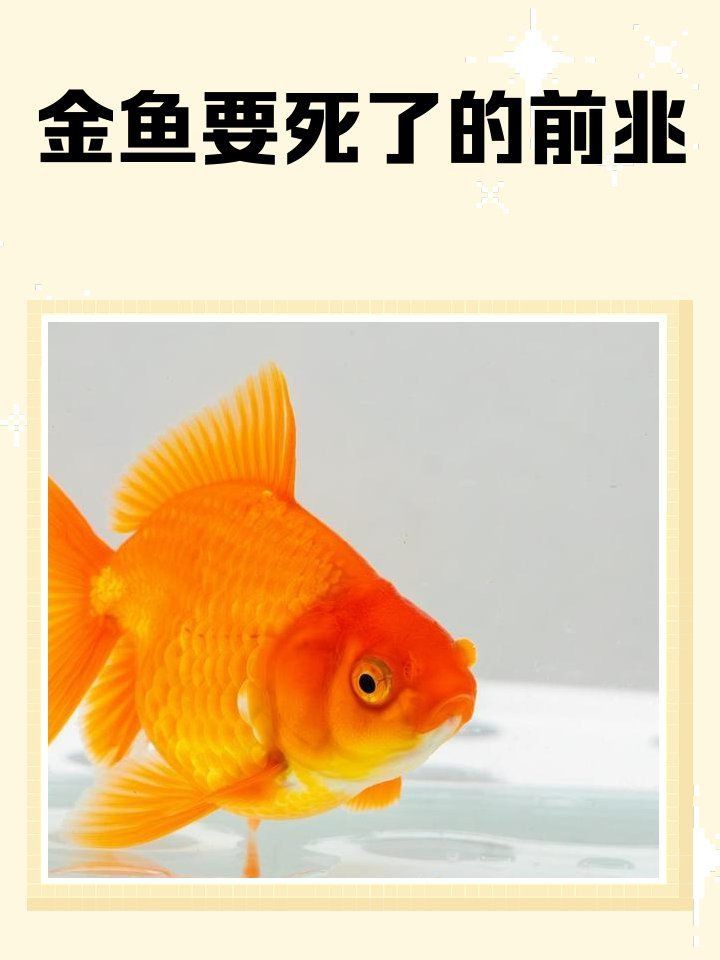 金魚死亡的前兆 金魚死亡的前兆 龍魚百科 第9張