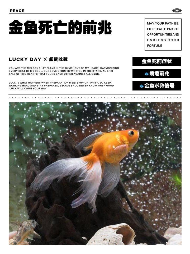 金魚死亡的前兆 金魚死亡的前兆 龍魚百科 第11張