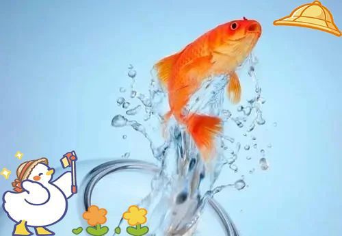 金魚死亡的前兆 金魚死亡的前兆 龍魚百科 第13張