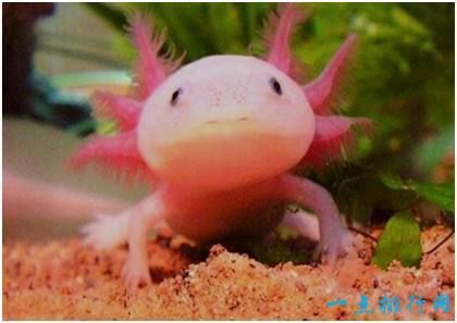 六角龍魚適合家養嗎，六角龍魚是否適合家養